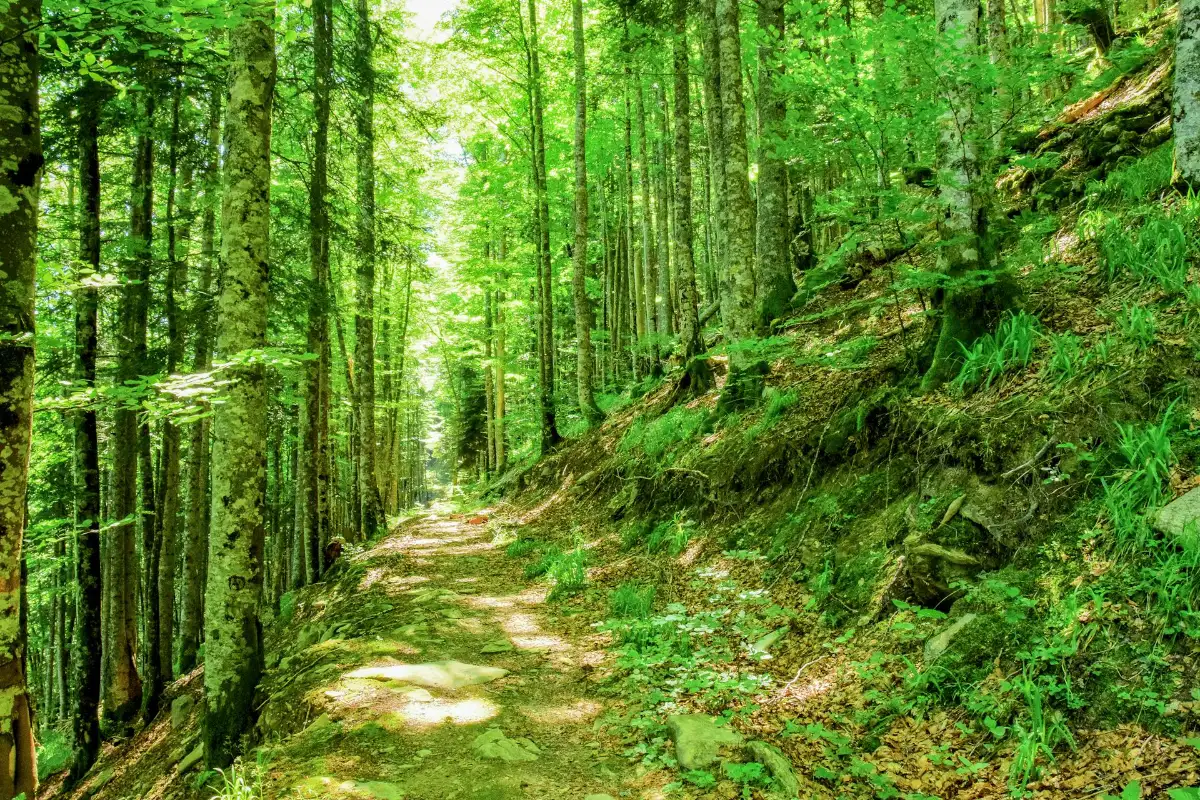 karura forest
