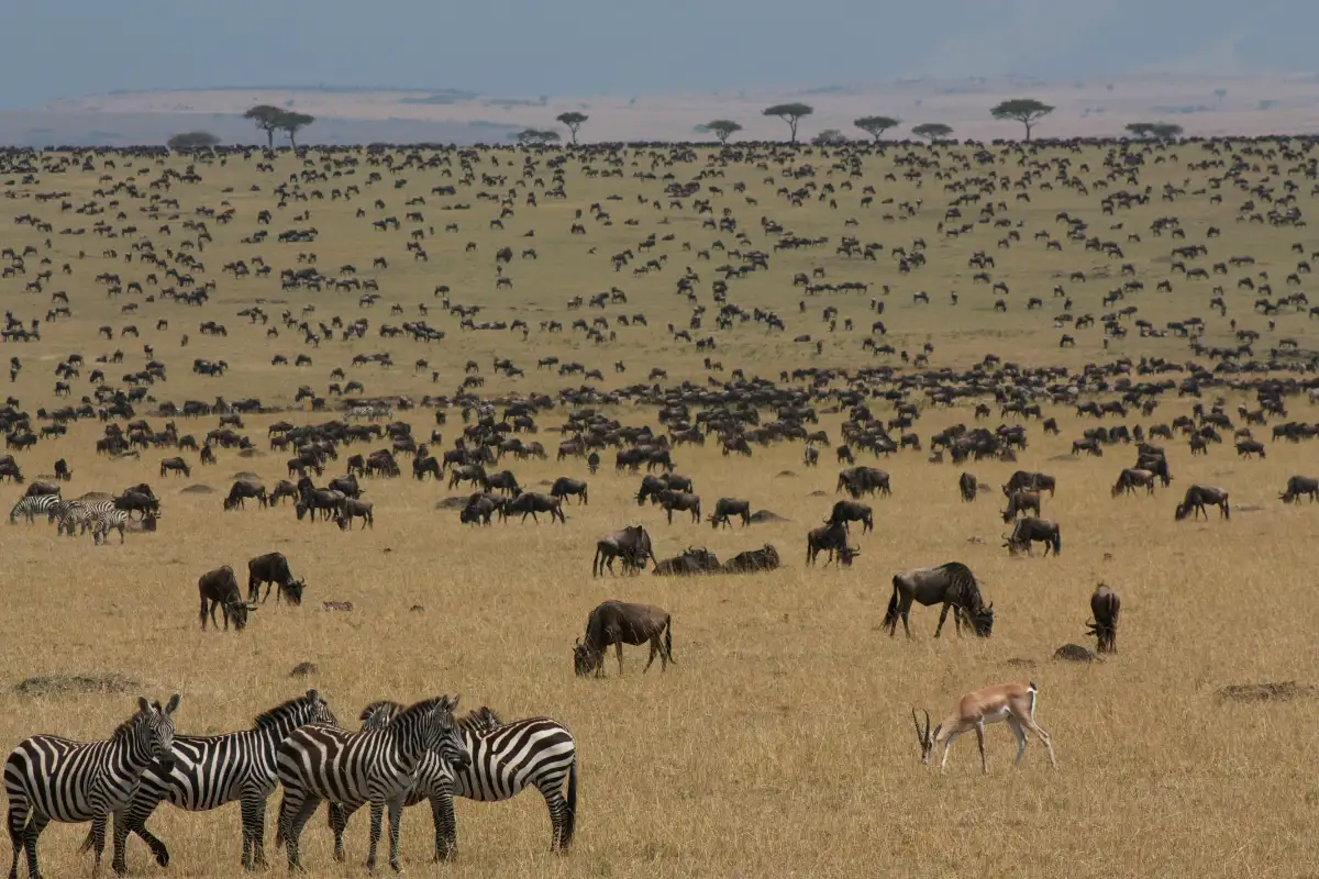 maasai mara, things to do