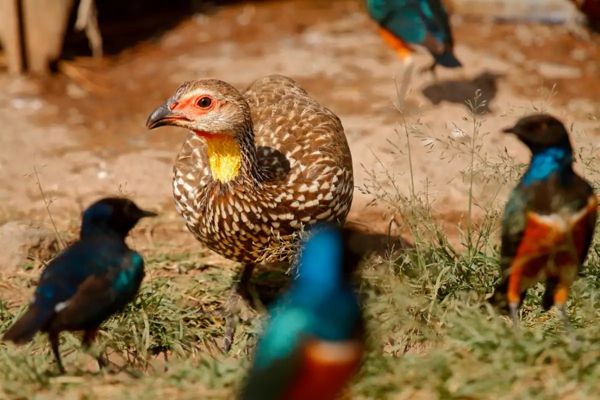 bird watching in kenya