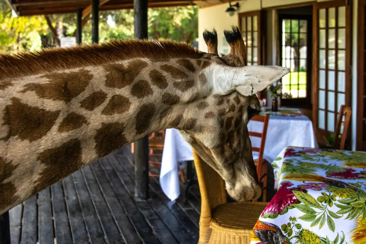 luxury safari