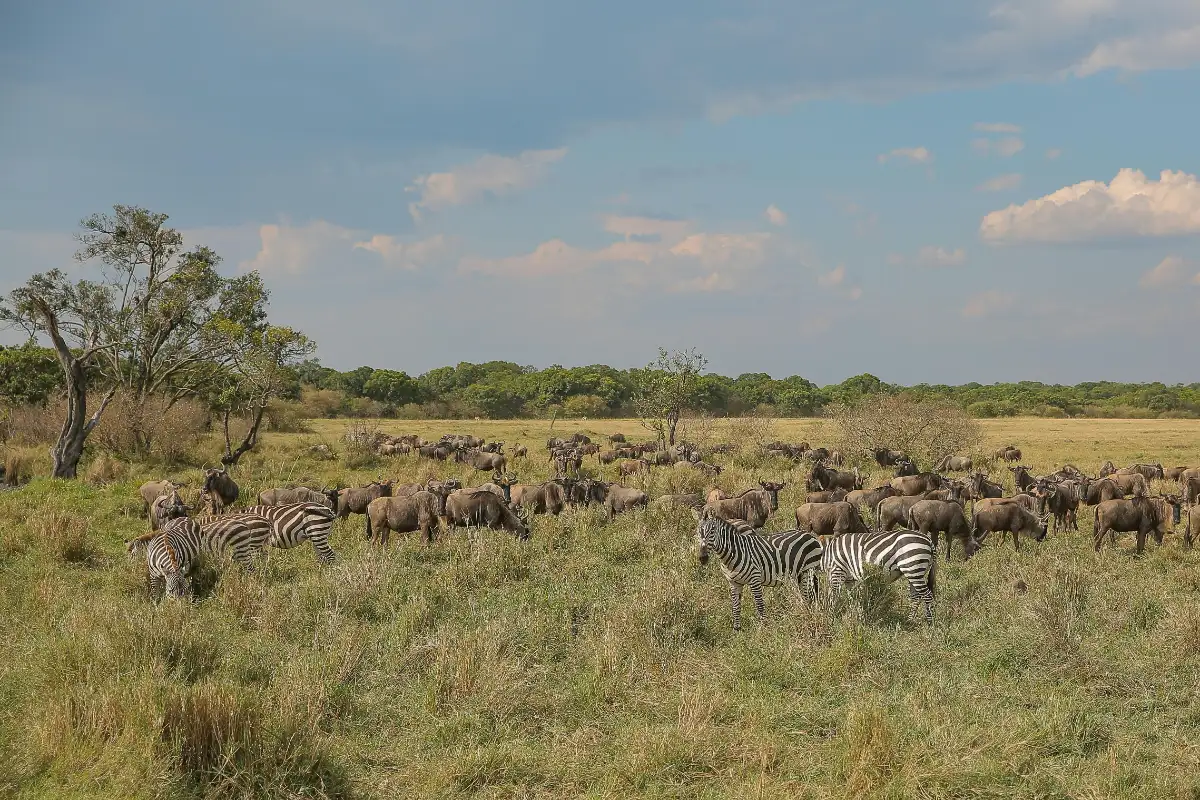 maasai mara, best time to visit