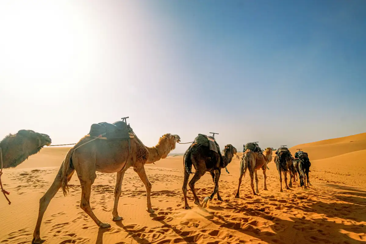 Sahara Camel Trek