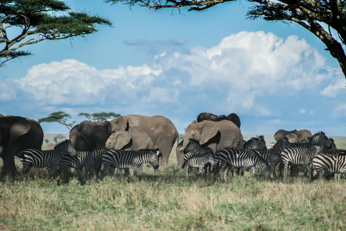 serengeti 5 star hotels