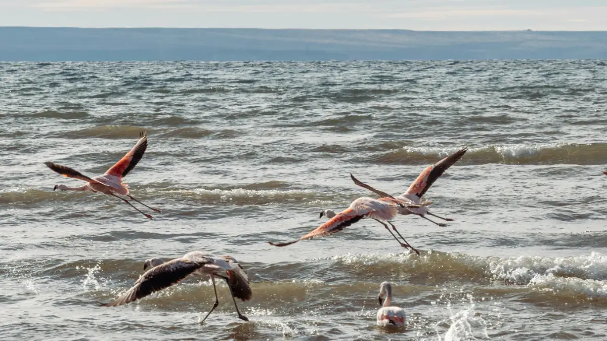 Flamingos