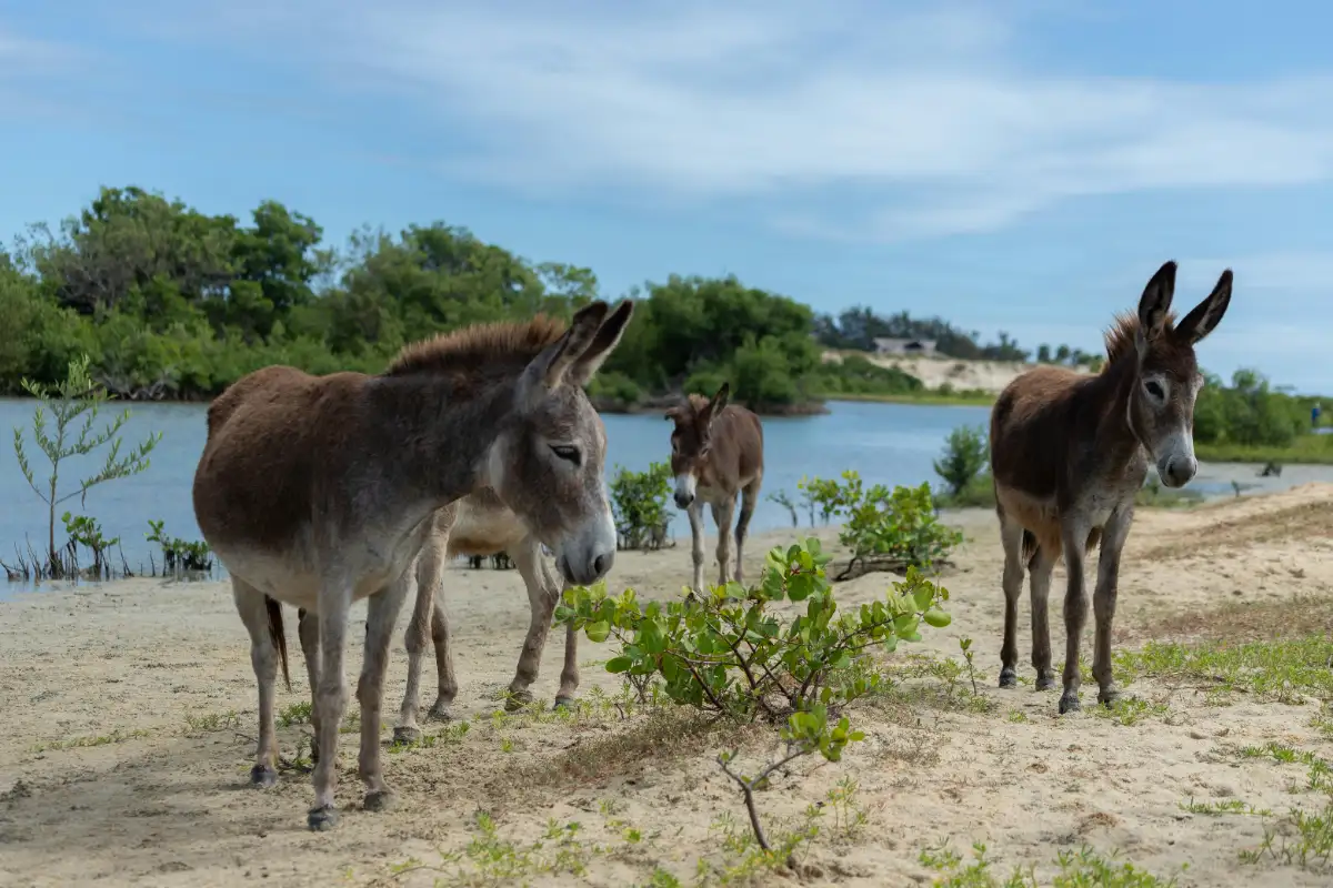 donkey watching, lamu kenya