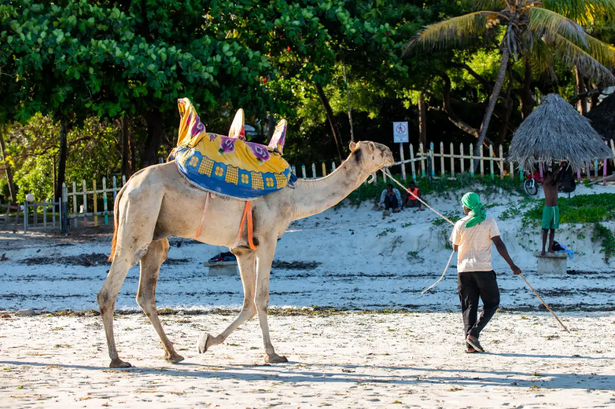 lamu camel ride