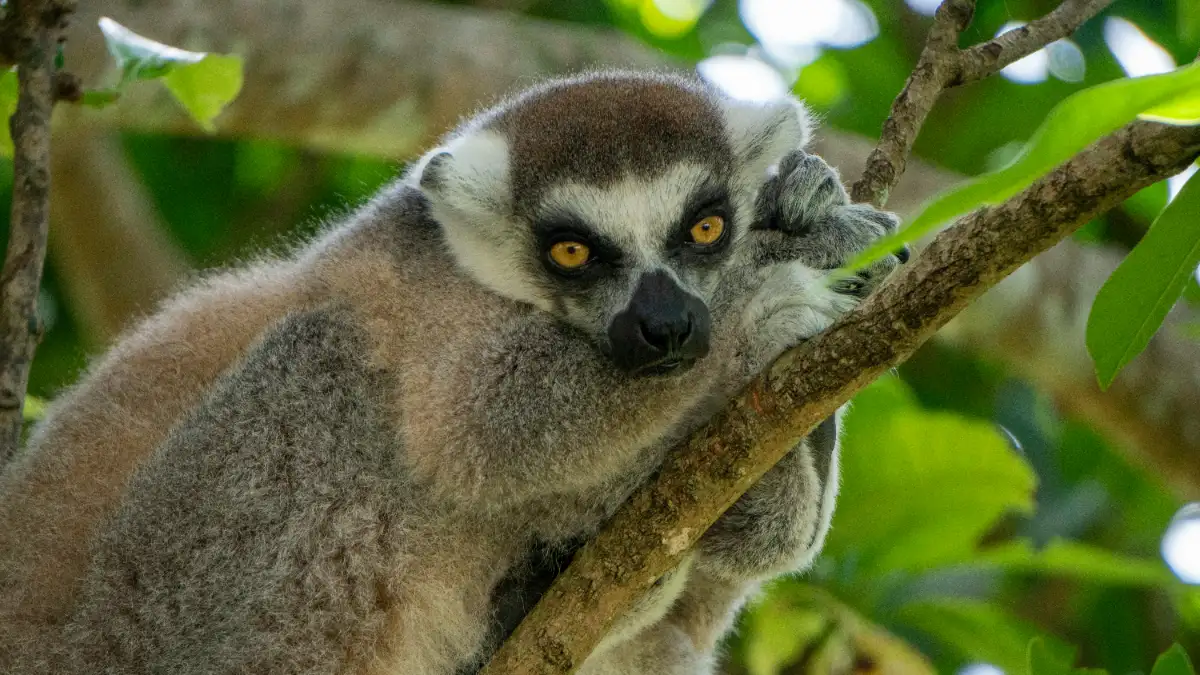 Iniske Region Madagascar, cultural experiences in africa