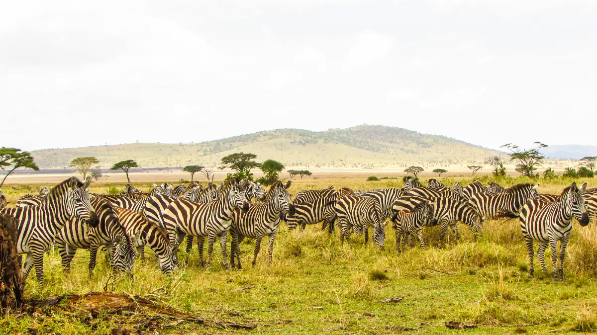 The Burchell's Zebra Migration