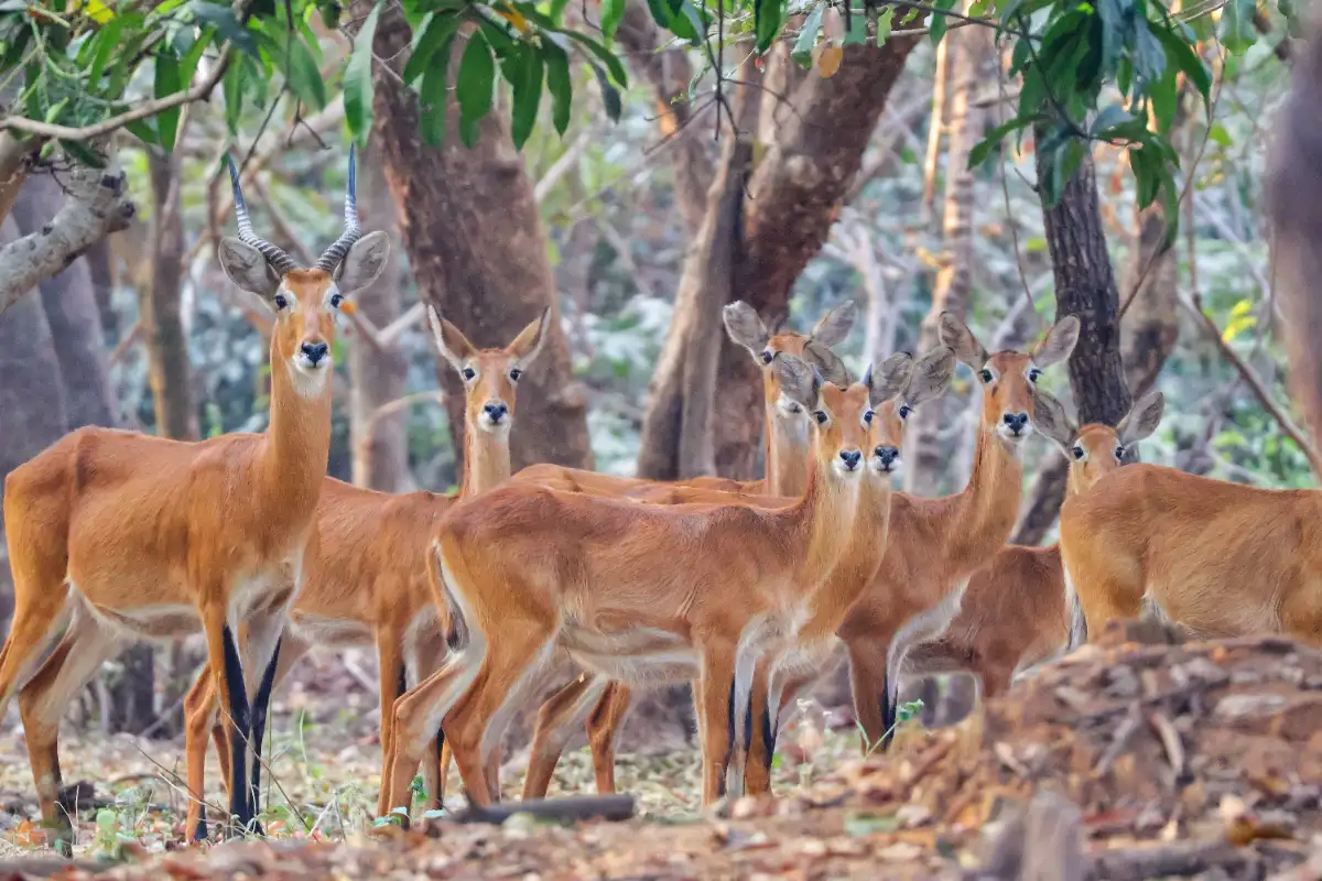 The White Eared Kob Migration