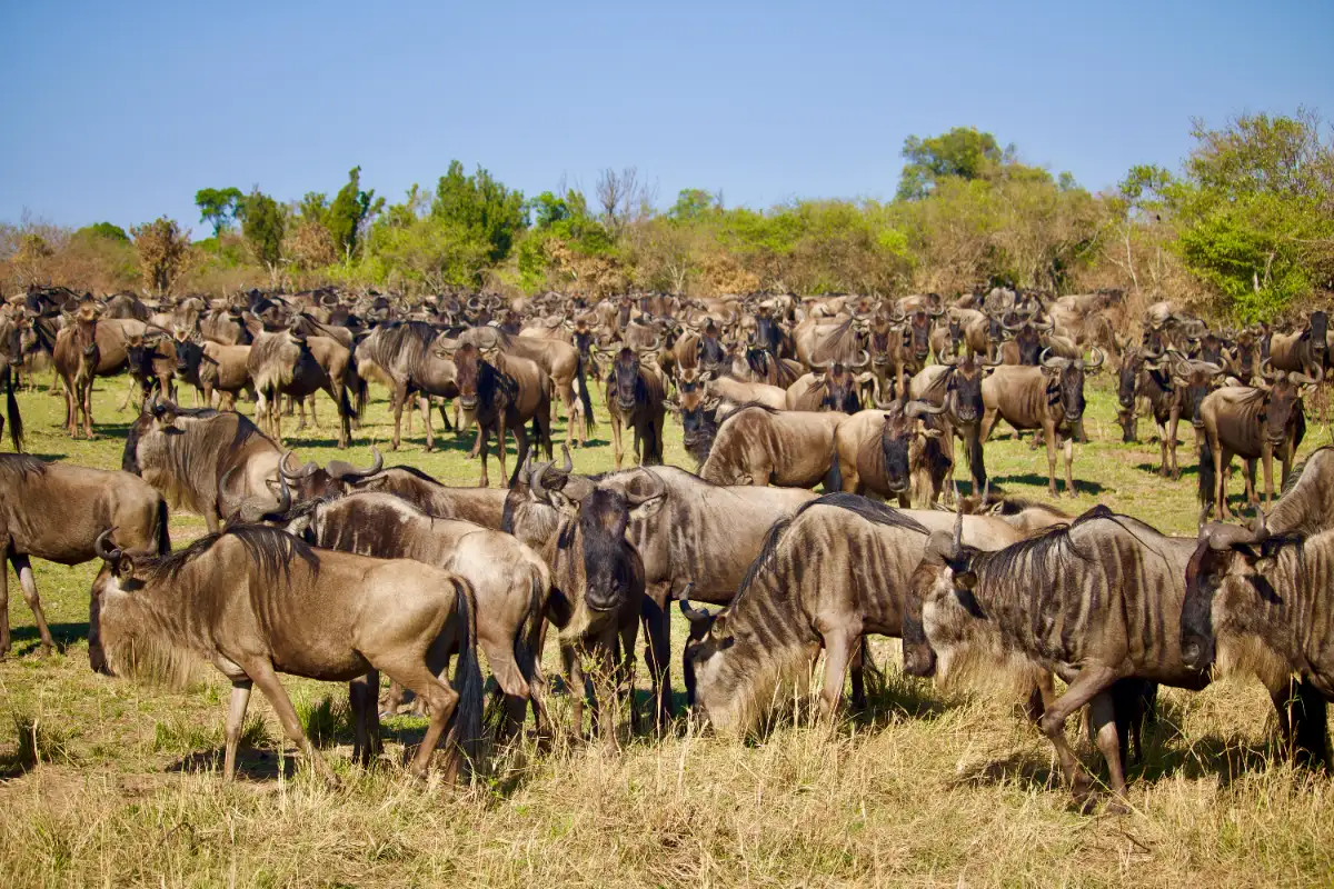 Liuwa Plains Wildebeest Migration