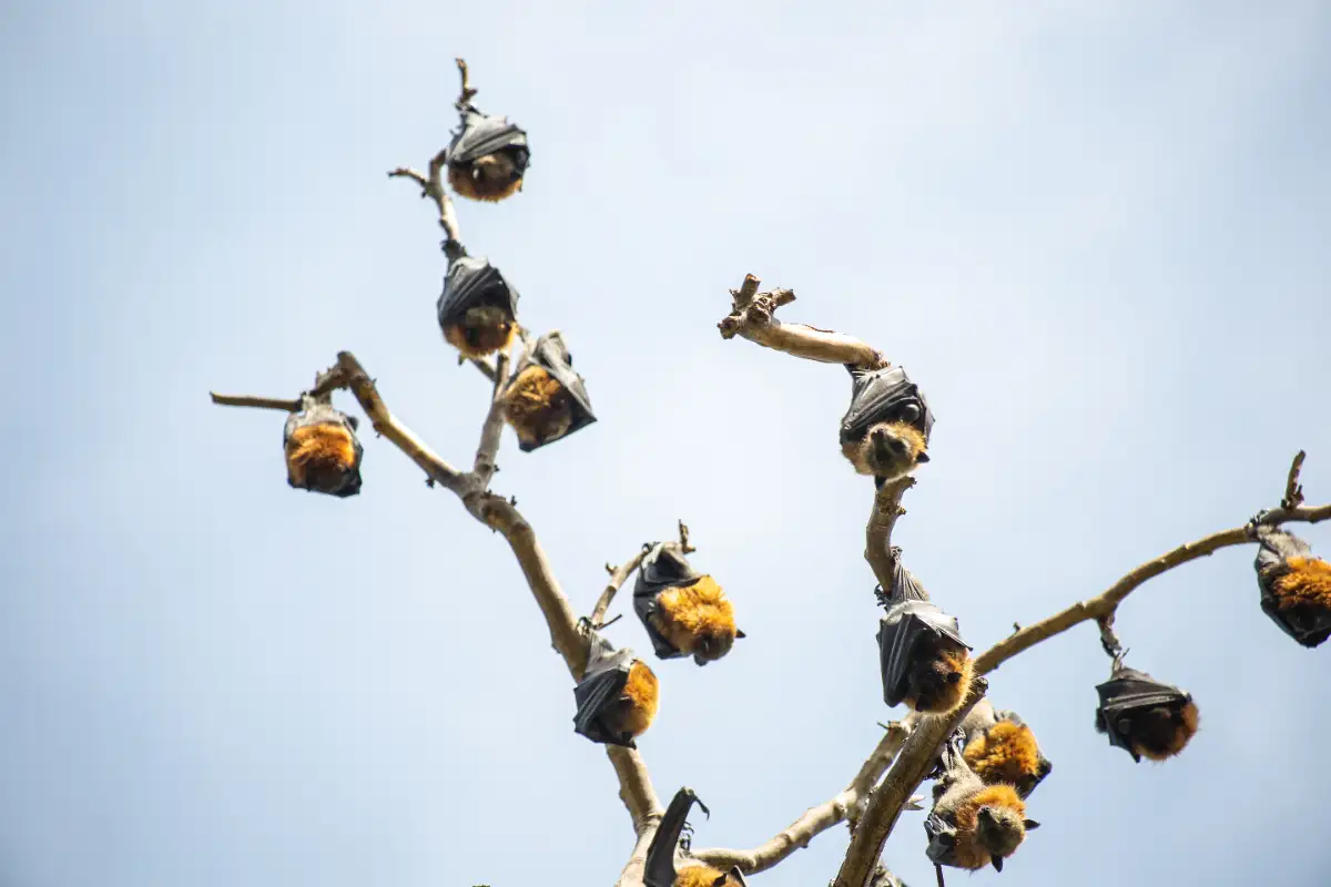 The Straw Coloured Fruit Bat Migration