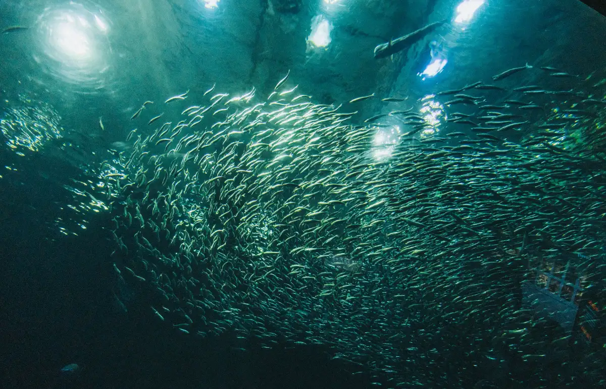 The Sardine Run (South Africa)