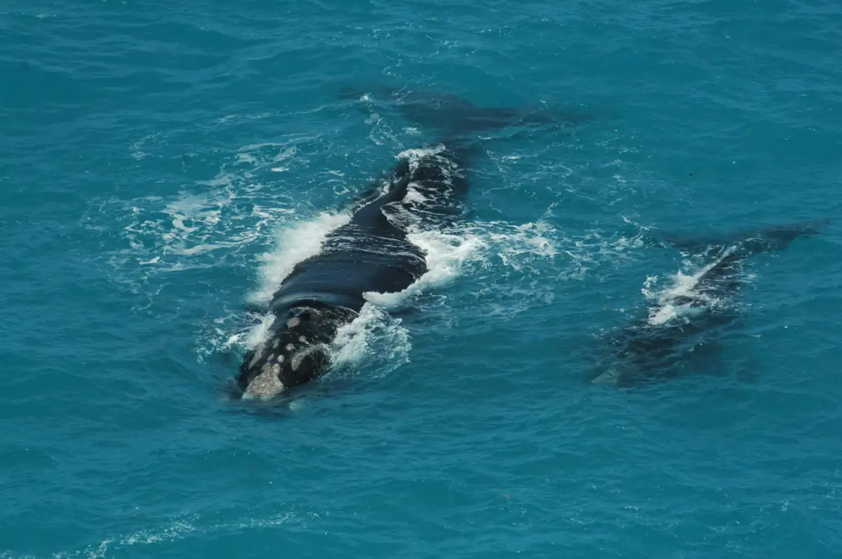 The Southern Right Whale Migration