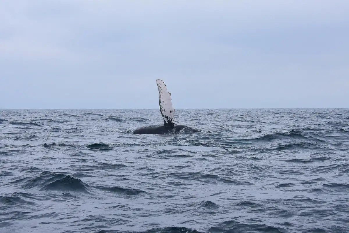 The Humpback Whale Migration