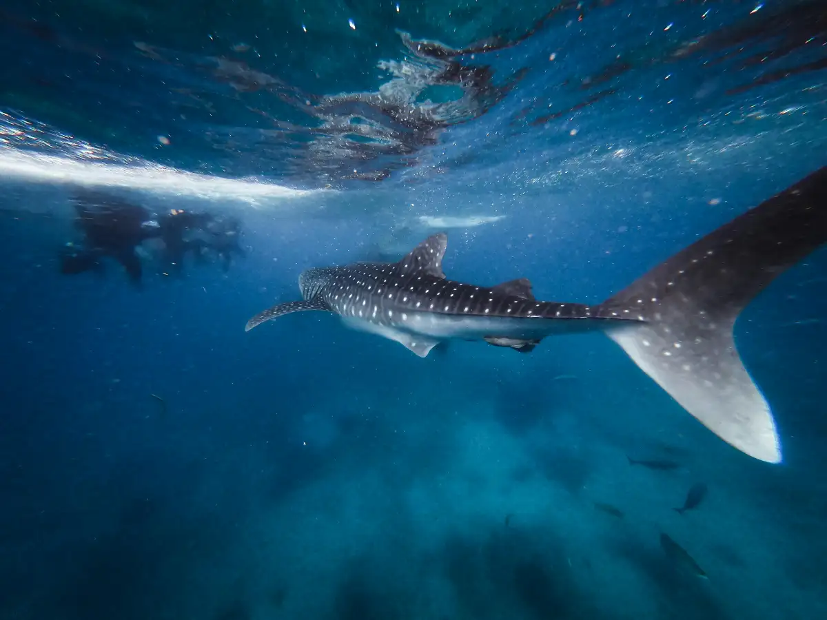 The Whale Shark Aggregations