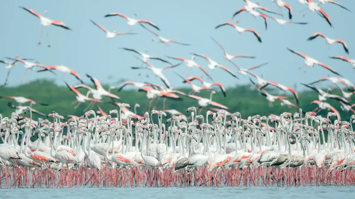 The Flamingo Migrations
