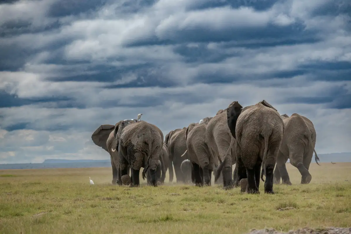 The Elephant Migration Corridors