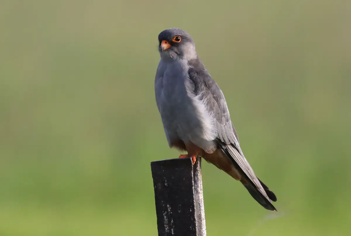 The Amur Falcon Migration