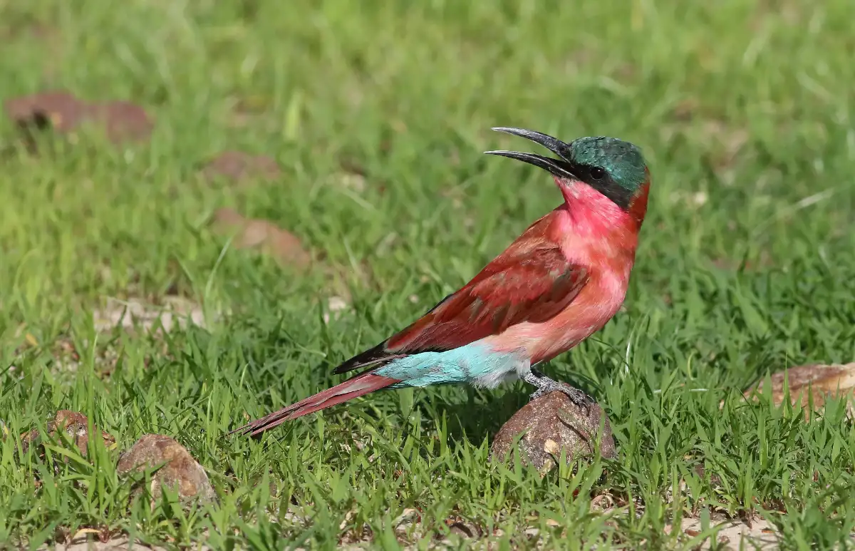 The Carmine Bee Eater Aggregations