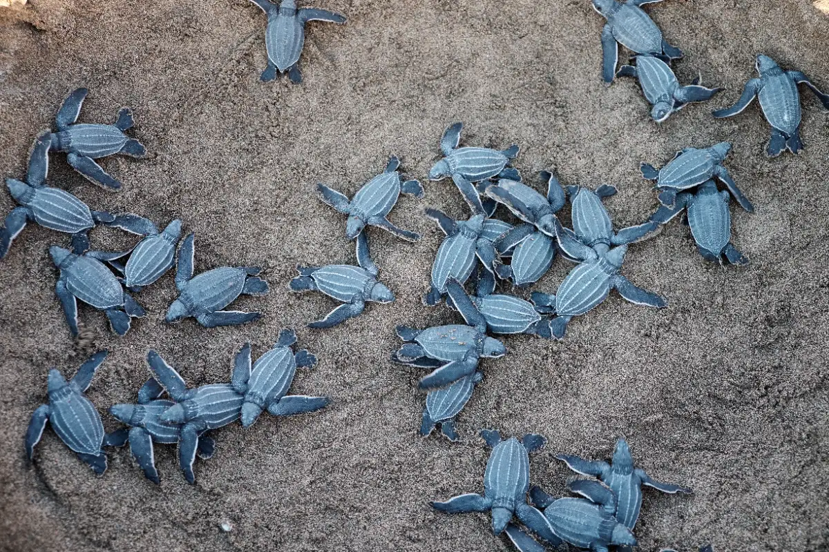 Marine Turtle Nesting Migrations