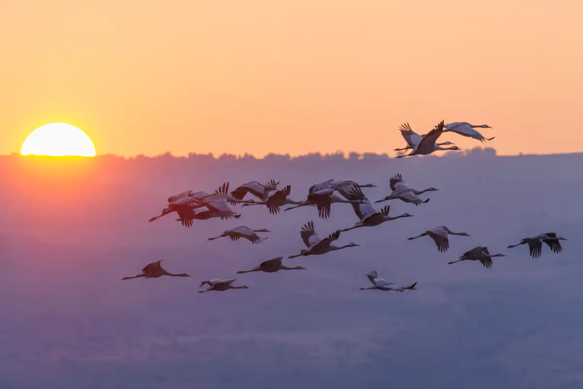 The Rift Valley Bird Migration Corridor