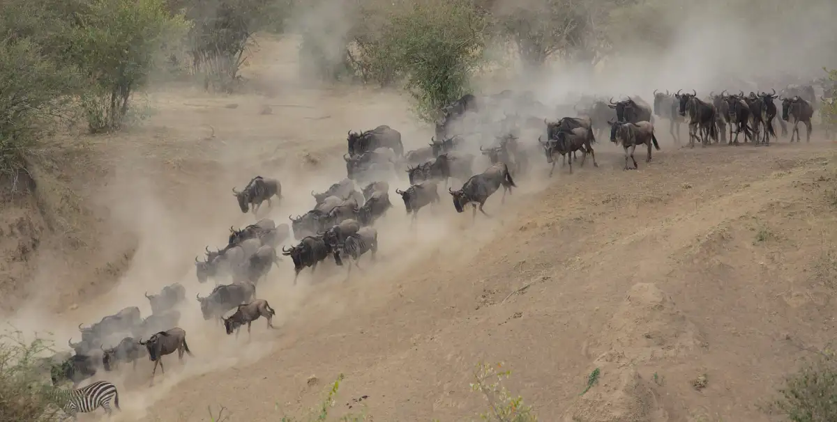 african wildlife migration guide