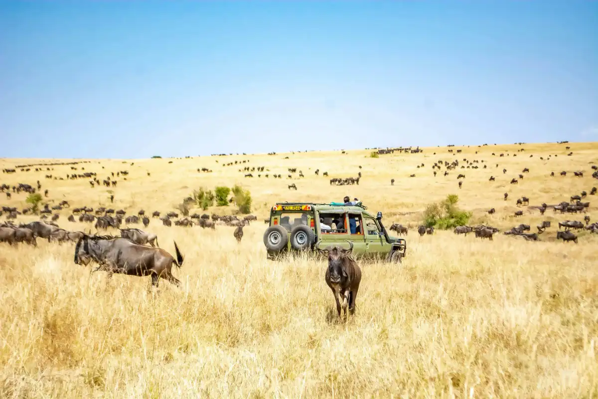tourists in the maasai mara