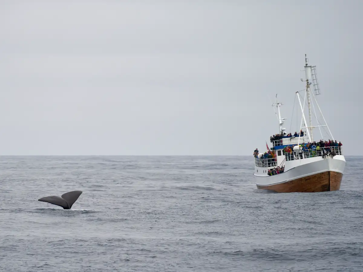 tourists watching whales