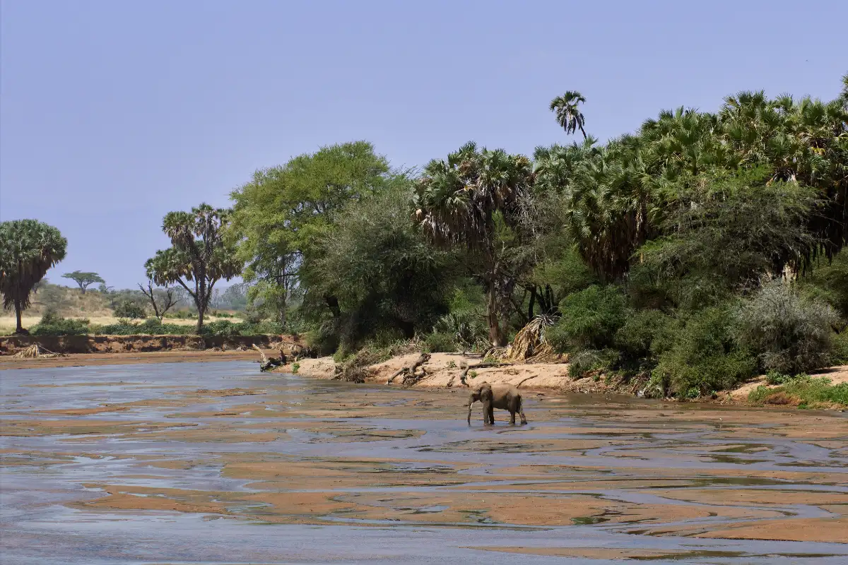 elephants in africa