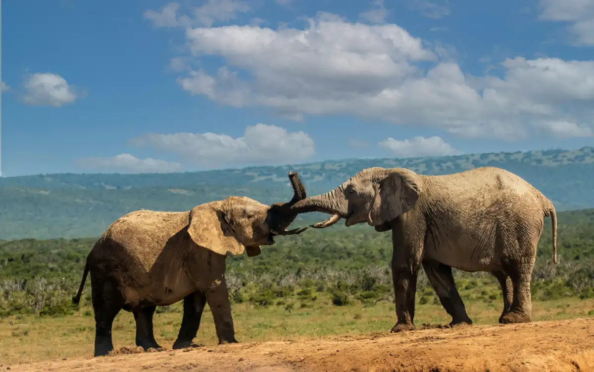 Amboseli National Park