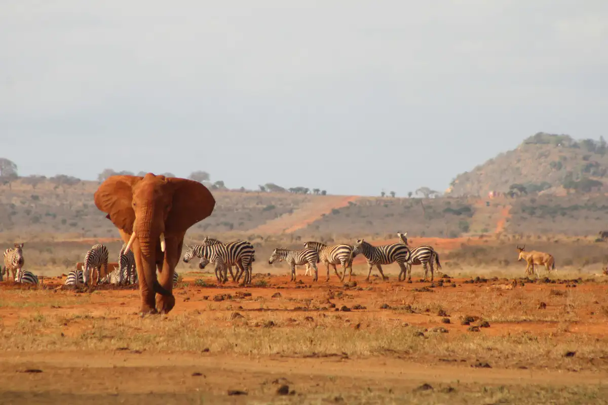 Tsavo East National Park