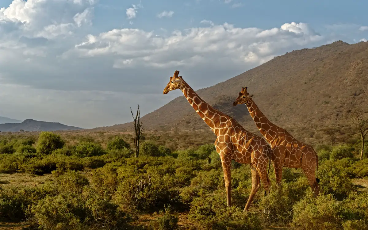 Samburu National Reserve (2)