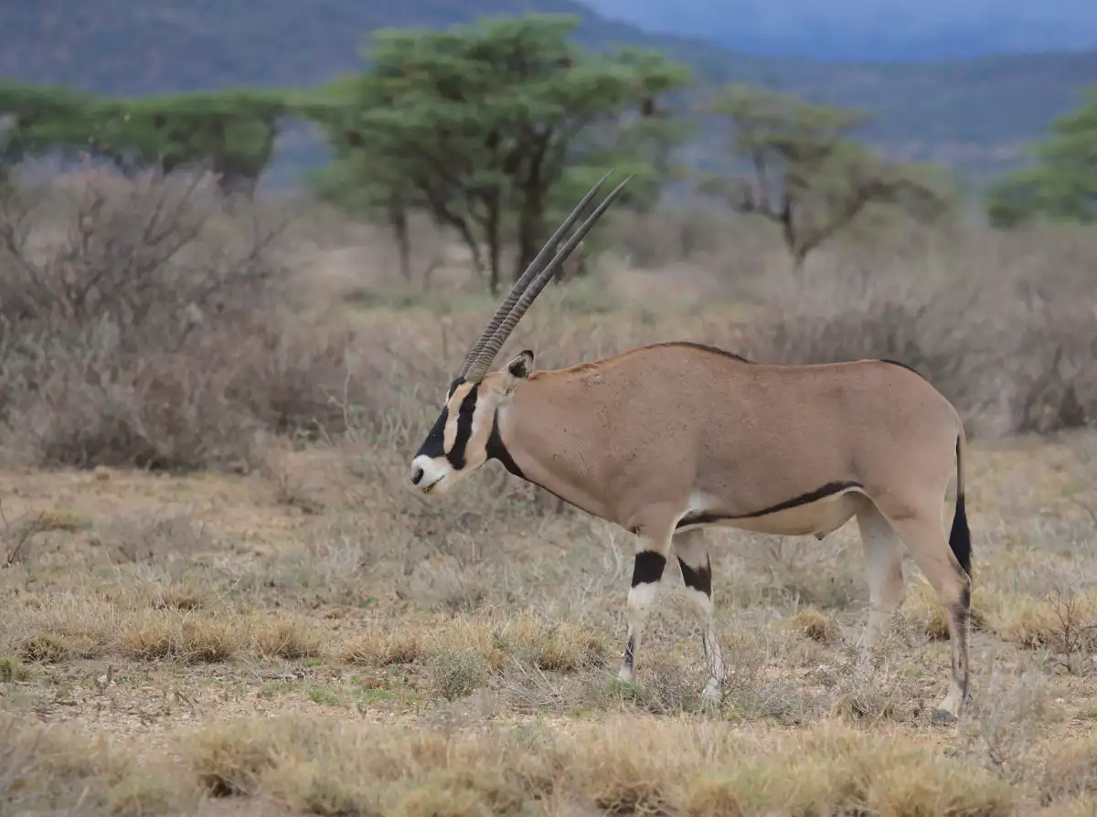 Lake Nakuru National Park