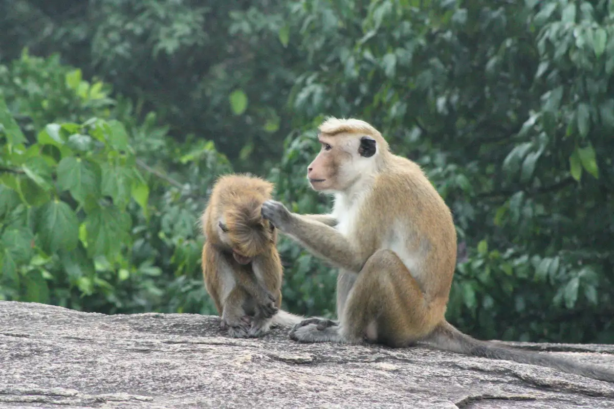 Nairobi National Park