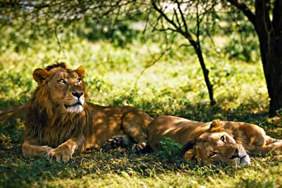 Aberdare National Park