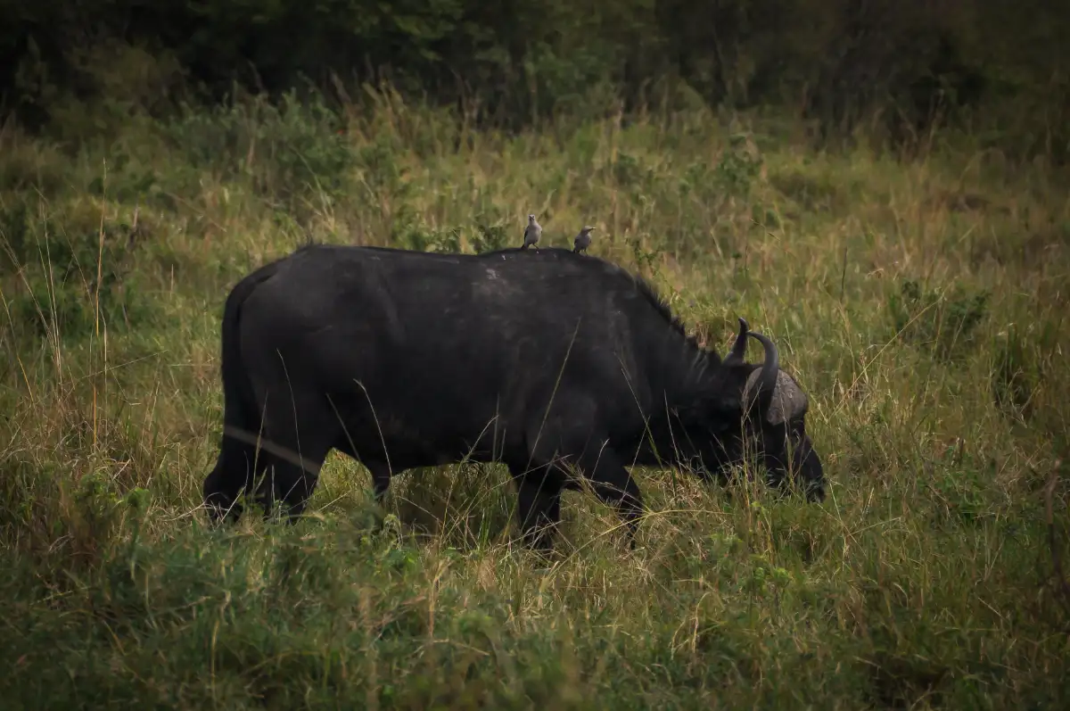 Ol Pejeta Conservancy