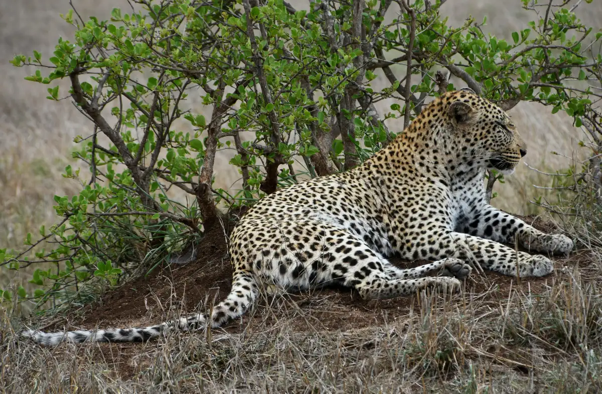 Meru National Park
