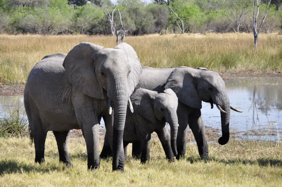 Best National Parks in Kenya